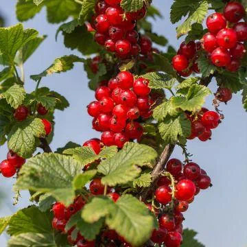 Groseillier-a-grappes-rouges-Delbard-Giganta-Ribes-rubrum-copyright-1010222-1.webp
