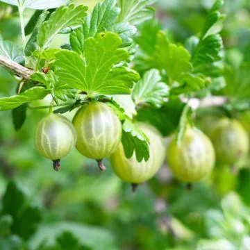 Groseillier-a-maquereau-invicta-Ribes-uva-crispa-copyright-1010272-1