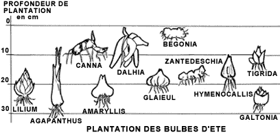 Schéma de plantation des bulbes d'été