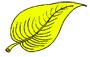 Feuille jaunie