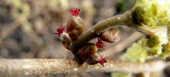 Image des fleurs femelles du noisetier