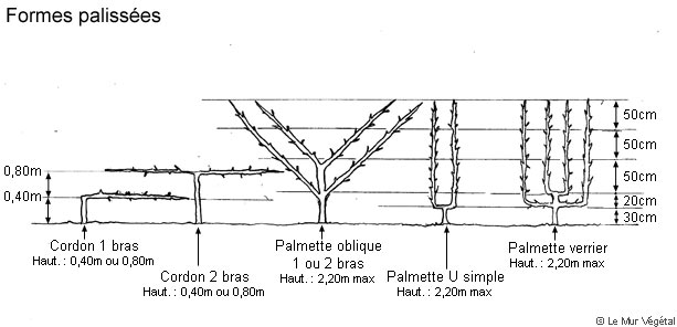 Tableau présentant les différentes formes de conduites des fruitiers palissés