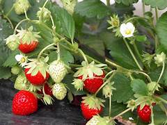 Photo illustrant le fraisier