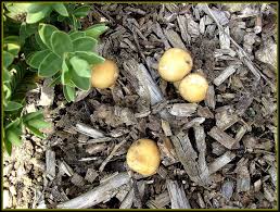 Photo montrant des petits champignons qui sortent du BRF