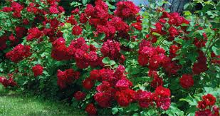 Photo de rosiers arbustifs