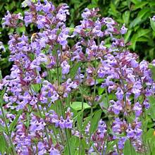 Fleurs de sauge officinale