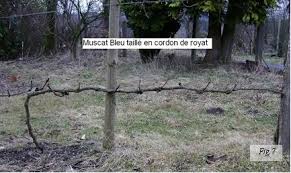 Vigne conduite en cordon