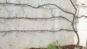 Vigne conduite en treille