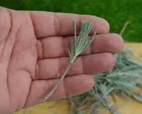 Image montrant une bouture de lavande