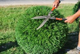 Image illustrant la taille d'un buis en topiaire