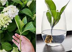 Image représentant la bouture d'un hortensia dans l'eau