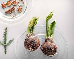 Photo illustrant le forçage de bulbes de pritemps