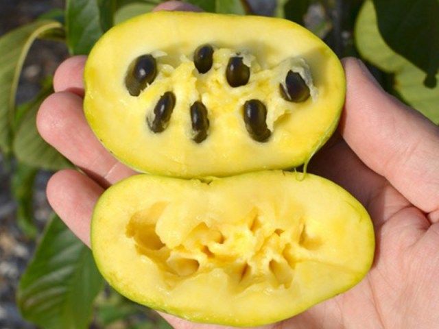 Photo présentant le fruit de l'asiminier