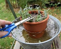 Image montrant des plants de lavande