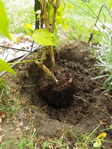 La plantation des kiwis et des kiwais se fait dans un trou dont on a enrichie la terre extraite.